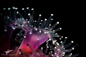 Jewels
Snooted image of strawberry anemones at Roman Roc... by Kate Jonker 